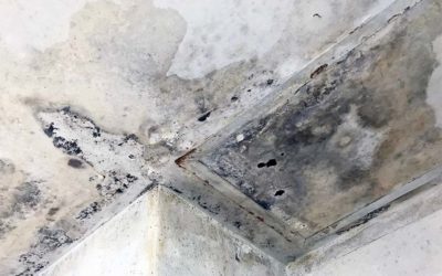 How to Prevent Mold After Water Damage