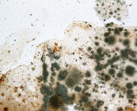 Mold on Wall