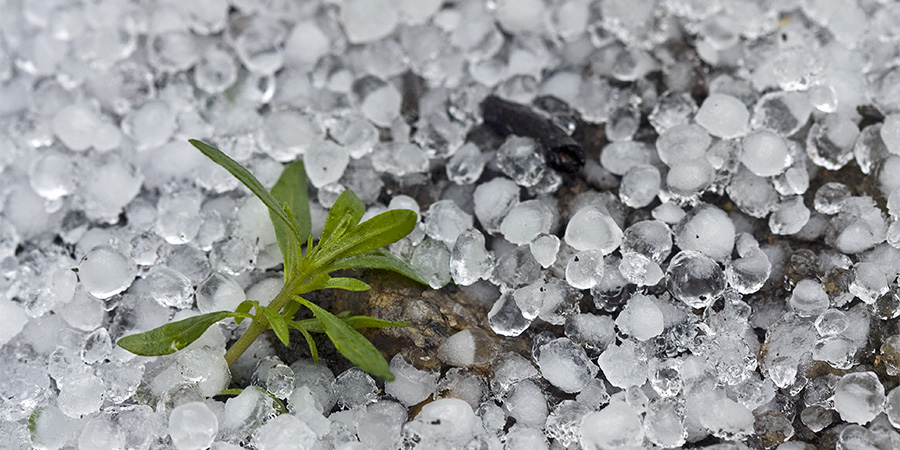 Plant Hail Damage