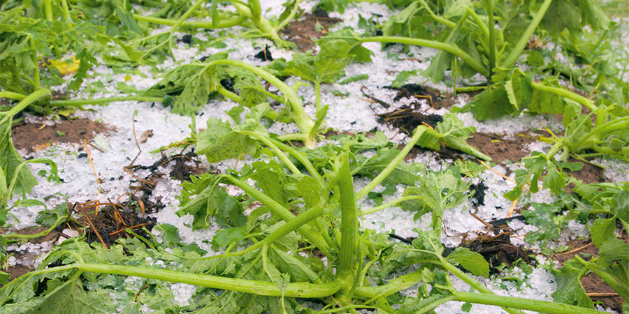 agricultural-hail-damage