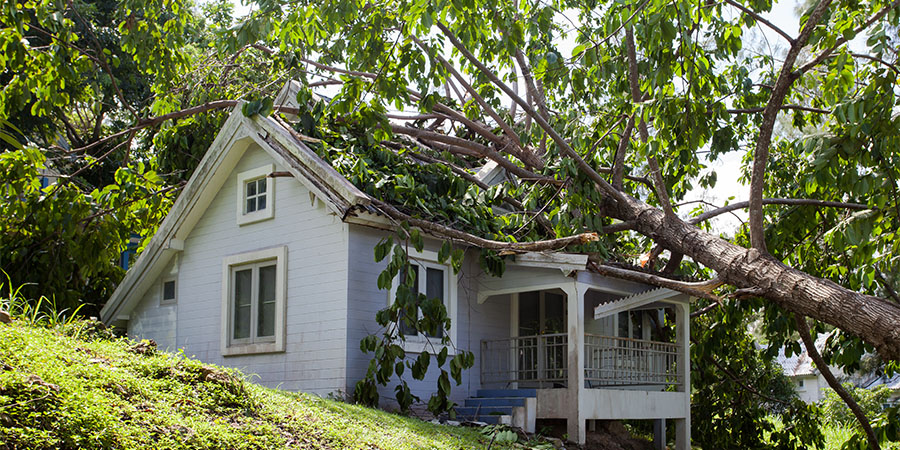 tree-falling-in-a-house